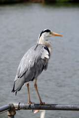 Grey Heron by the Water