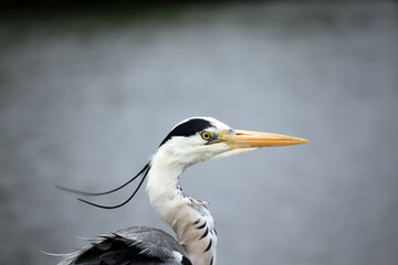 grey heron