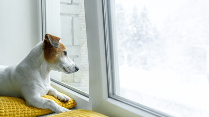Sadness dog looking out the windows. Jack russell sitting on window and wait owner.