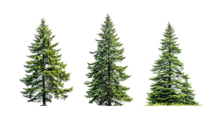 Fototapeta premium Three evergreen trees in a row, varying in size