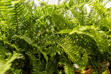 Close-up of lush green fern leaves in natural light. Fresh green fern leaves, natural botanical background.