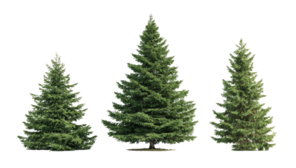 Three Christmas trees of varying sizes