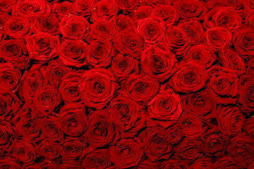 A beautiful close-up of vibrant red roses, symbolizing love and passion.