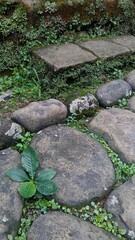 stone path in the garden