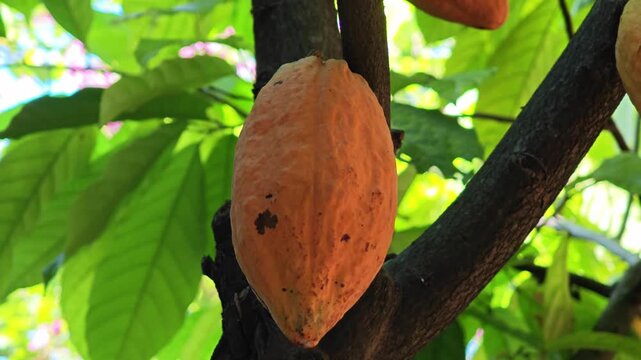 Cocoa pods hanging on tree in cocoa plantation