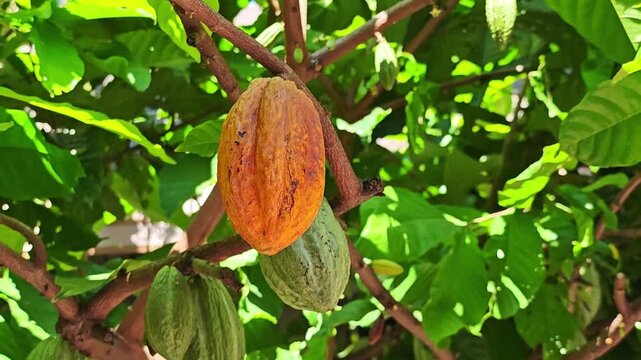 Cocoa pods hanging on tree in cocoa plantation