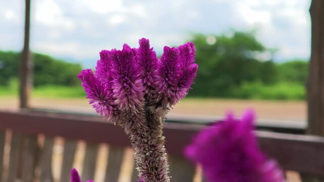 Celosia cristata in the garden
