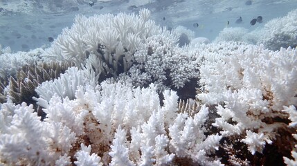 dendritic. White calcareous deposits forming dendritic patterns on a coral reef. ESG reports, sustainability campaigns, designed for sustainability communications and ESG reporting.