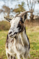 Goat portrait on countryside farm for agritourism