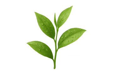 Green tea leaves branch with water drops, symbolizing freshness, healthy lifestyle, and organic drink