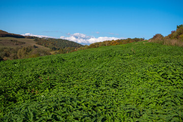Obraz premium Wide view of a green nettle field in a hilly countryside under a blue sky. Medicinal plants used for teas, compresses, and natural remedies growing in nature.