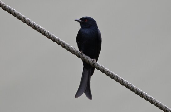 Fork-Tailed Drongo (Dicrurus adsimilis)