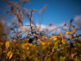 Close-up of blackthorn (Prunus spinosa) branch with ripe blue sloe berries and thorns. Autumn scene with colorful blurred background, used for natural food, jams, and sloe gin production.