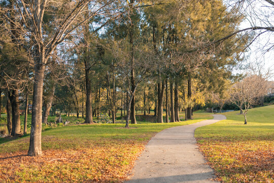 Footpath leading through park surrounded by deciduous trees in winter
