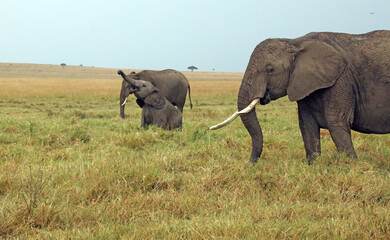 Fototapeta premium Baby Elephant sitting down with trunk raised, Masai Mara Kenya Africa 