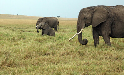 Fototapeta premium Baby Elephant sitting down, Masai Mara Kenya Africa 