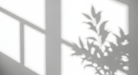 Shadow of a plant and window frame cast on a white wall, creating a minimalist and abstract composition with soft light and textures