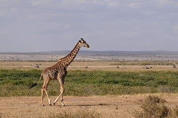 Masai Giraffe in Africa