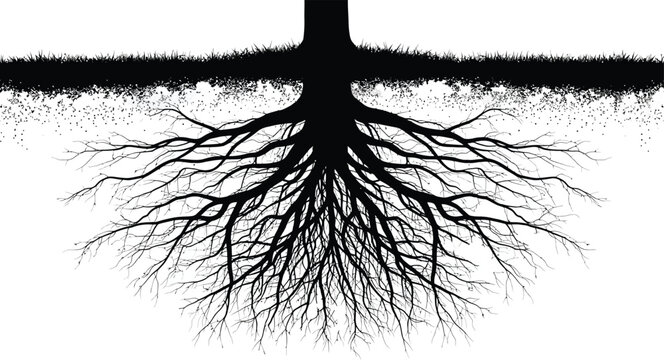 A detailed silhouette of tree roots isolated on white background, showcasing the intricate network and underground support system of a mature tree
