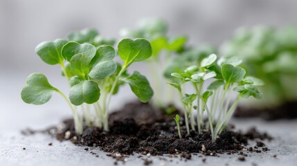 Fresh green microgreens growing in soil on a light background