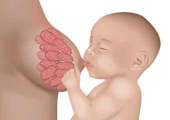 Detailed medical illustration showing a baby breastfeeding with anatomical visualization of mammary glands and milk ducts inside. Process of lactation and milk production during infant feeding.