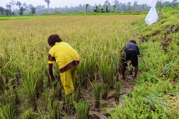 Two unrecognizable indigenous children of Papua working Bent Over in Muddy Rice Paddy Field During Planting or Weeding.