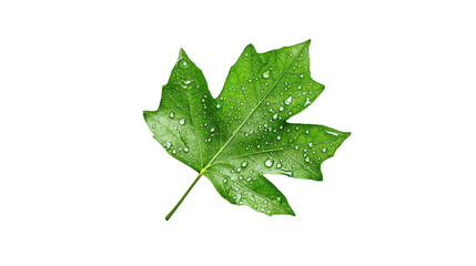 Fototapeta premium Green Leaf with Water Droplets on Transparent Background