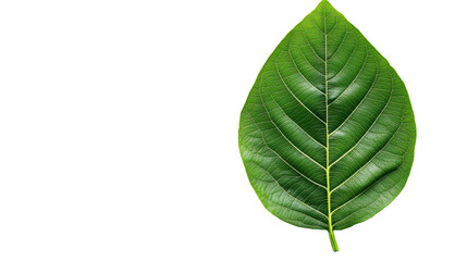 Single Green Leaf on Transparent Background