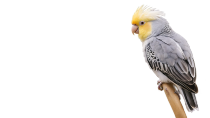 "Beautiful Cockatiel Parrot Collection with Yellow Crest, Studio Portrait and transparent Background, Cute Pet Bird Sitting on Wooden Stool, Exotic Tropical Parakeet Photography Set"