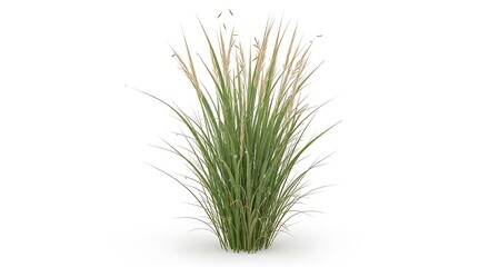 A tall ornamental grass plant with delicate feathery seed heads and slender green blades isolated on a white background