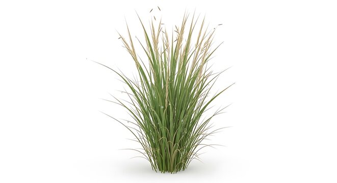 A tall ornamental grass plant with delicate feathery seed heads and slender green blades isolated on a white background - Powered by Adobe