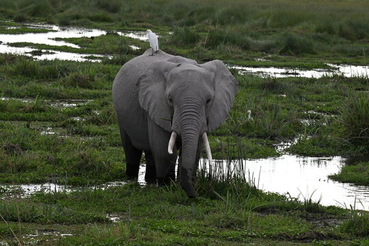 African Elephant in Wetland