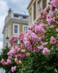 London - 06 24 2022: A flowering hedge with pink roses on Holland Street