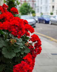 London - 06 24 2022: Red carnations on Pitt Street