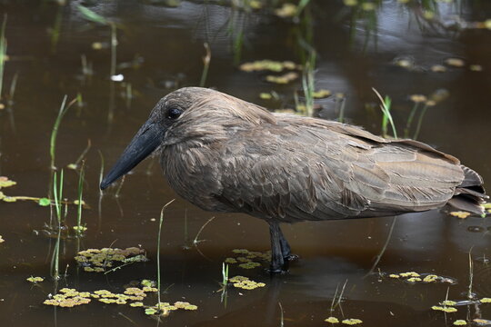 Hamerkop (Scopus umbretta)