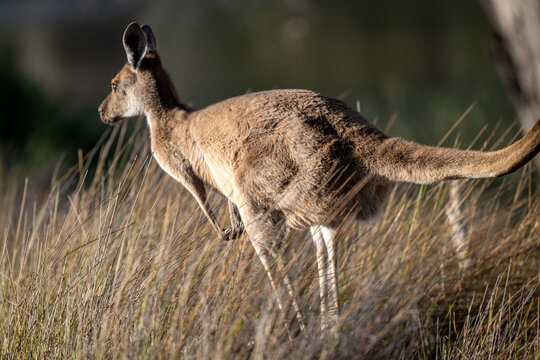 Kangaroo bounding among tall grass in the wild