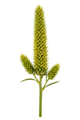 Green foxtail grass plant with flowering seed heads on a transparent background