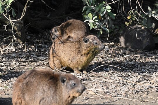 Rock hyrax (Procavia capensis) Tower