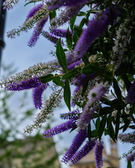 London - 06 25 2022: Butterfly Bush on Allen St