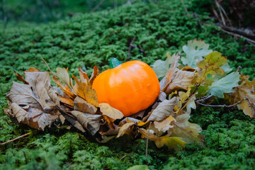 Bright orange pumpkin surrounded by dry autumn leaves on green forest moss, symbolizing fall season and Halloween.
