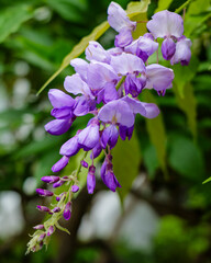 London - 06 25 2022: Wisteria on Abingdon Road