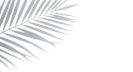 Shadow of a palm leaf isolated on white background, creating a minimalist and serene atmosphere with its delicate patterns and soft light