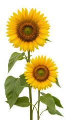 sunflowers, fully bloomed with distinct dark centers and green leaves, standing gracefully against a pure white backdrop, symbolizing natural beauty and the warmth of summer