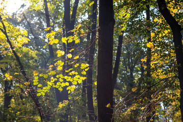 Sunlit Autumn Forest Scene
