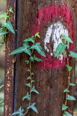 Ivy Climbing a Weathered Wooden Pole