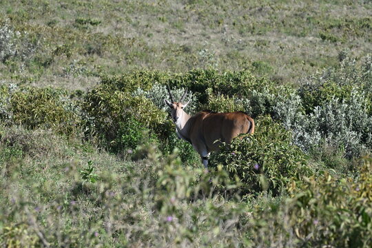A Laughing Common Eland (Taurotragus oryx)