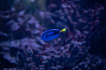 The blue tang, or flag tang, is a species of marine ray-finned fish in the surgeonfish family. It...