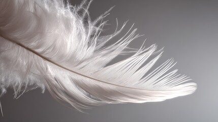 finesse. Close-up of a delicate white feather wing, showcasing intricate details in soft, focused light. wildlife magazines, conservation campaigns, designed for nature documentaries and education.
