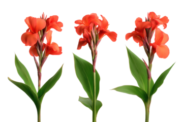 Three vibrant orange canna lilies in full bloom. Isolated on transparent background, png