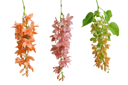  collection of colorful hanging flower blossoms. Isolated on transparent background, png
